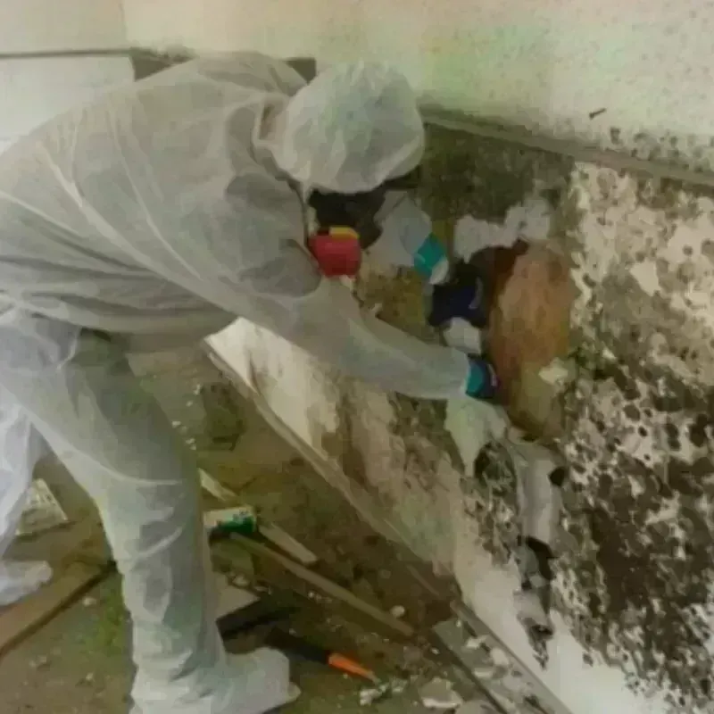 Mold Remediation and Removal in Energy, IL